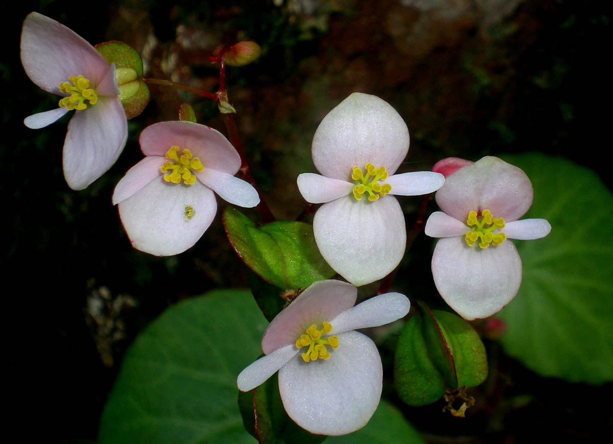 B. manillensis